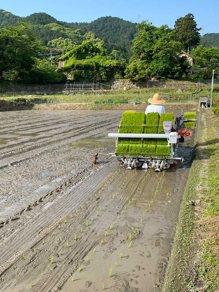 田植え